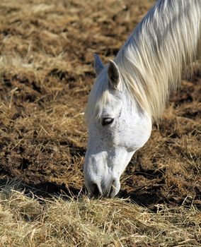 Portrait of a Camargue horse eating, France