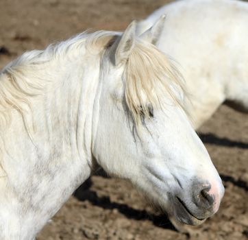 Portrait of a grey Camargue horse, France