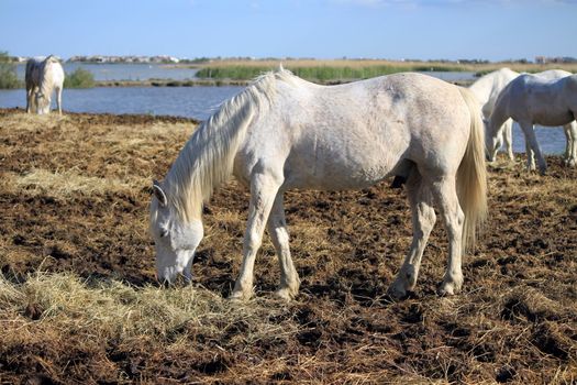 Camargue horses eating in brown meadow, France