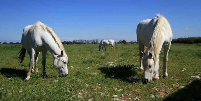 Three Camargue horses standing in a meadow, France