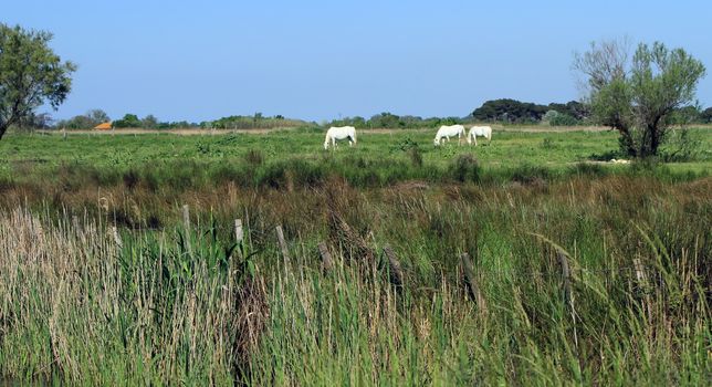 Three Camargue horses standing in a meadow, France