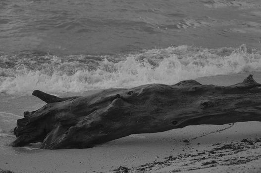 The tree trunk was washed ashore in Varna during the last storm from the east
