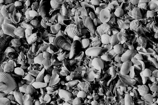Shells are washed ashore in Varna
