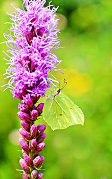 Common brimstone (gonepteryx rhamni) butterfly sitting on a purple flower.