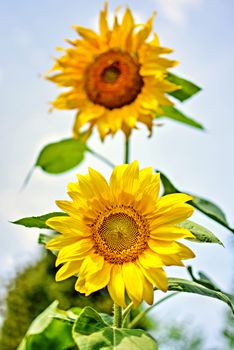 Two yellow sunflowers (Helianthus ) close up taken on a natural sky background. One sharp and the other one blurred.