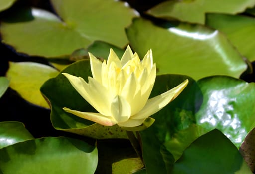 Yellow water lily (nymphaea pubescens) with green leaves swimming in a pond.