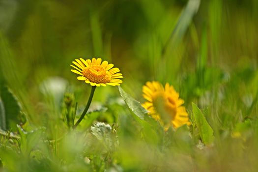 A yellow chamomile  or golden marguerite (anthemis tinctoria) flower close up taken on a blurry natural background.