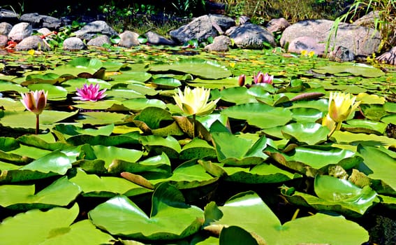 Water lilies (nymphaea pubescens) with green leaves in a pond.