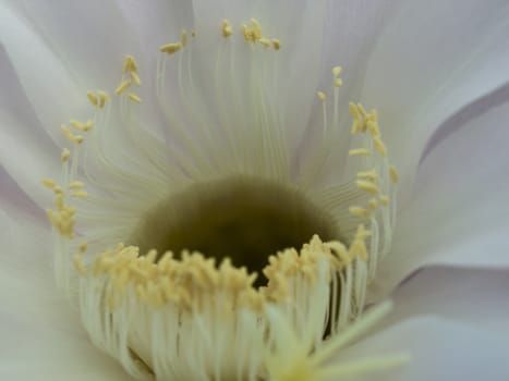 flower of violet easter lily cactus closeup