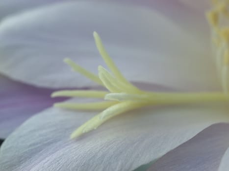 flower of violet easter lily cactus closeup