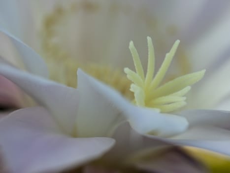 flower of violet easter lily cactus closeup