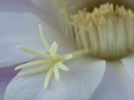 flower of violet easter lily cactus closeup