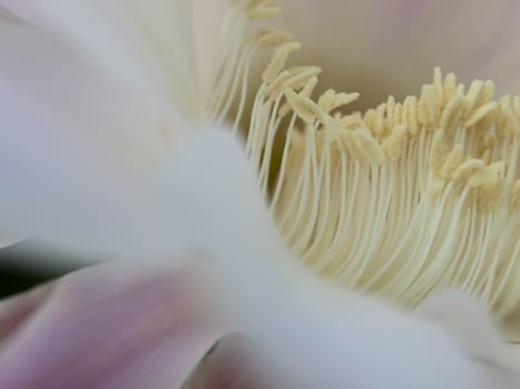 flower of violet easter lily cactus closeup