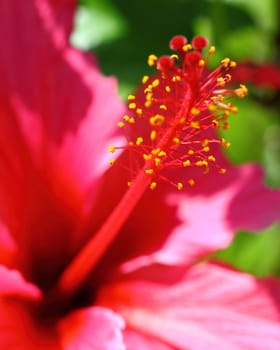 Close up of a red hibiscus with some green in the background.