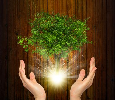 Hands hold magical green tree and rays of light on dark background