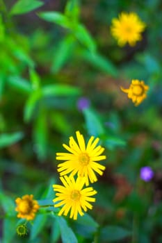 Close up of yellow flowers in the garden