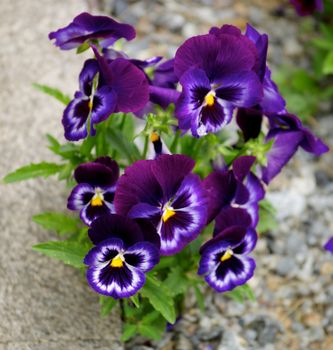 Purple Blue Pansy closeup in Stones and Sand Flower Bed Outdoors