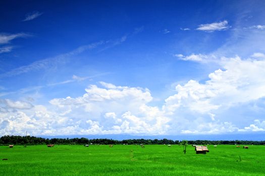 field of rice and perfect sky ,THAILAND