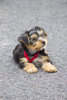 yorkshire terrier