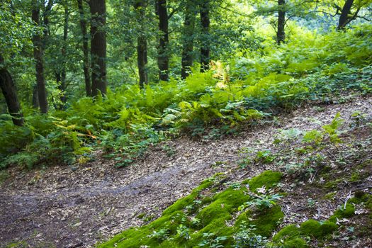 green forest