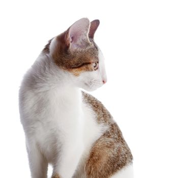 Portrait of a kitten in a profile. Multi-colored small kitten. Kitten on a white background. Small predator. Small cat.