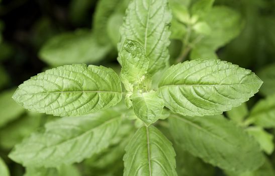 The White holy basil or Basil