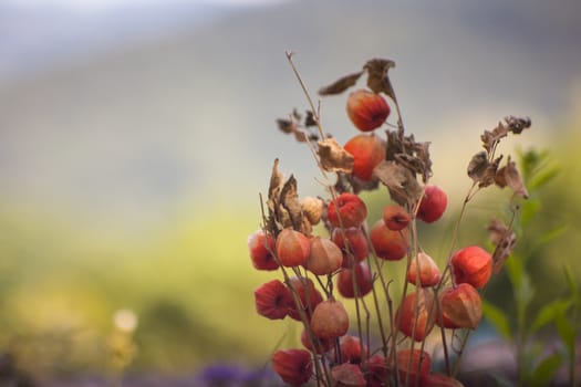 Close up of dried flowers in the garden