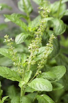 The White holy basil or Basil