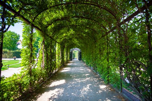Walkway under a green natural tunnel