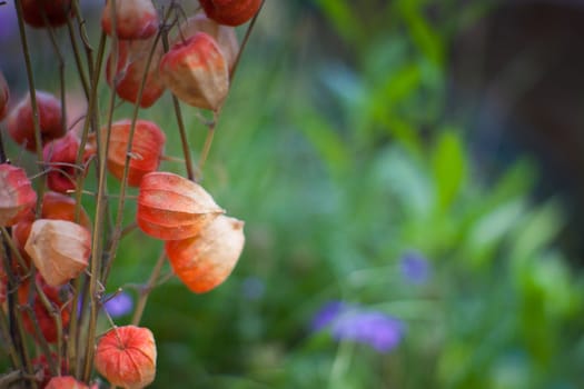 Close up of dried flowers in the garden