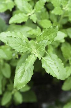 The White holy basil or Basil