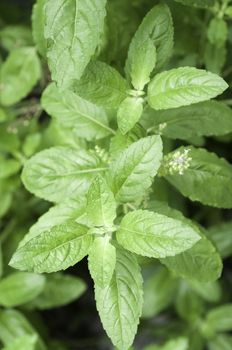 The White holy basil or Basil