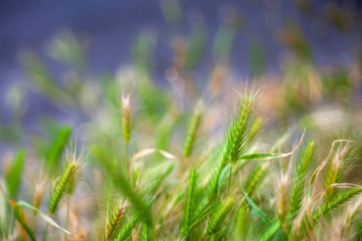 View of wall barley in the street