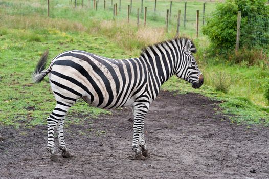 A zebra in a zoo in Denmark