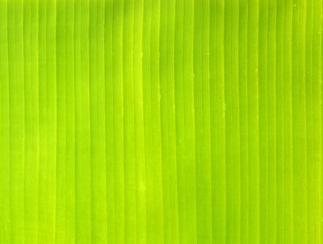 Backlit fresh green palm leaf. Nature background