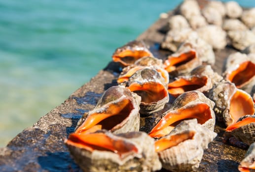 Seashell rapan on a sea background