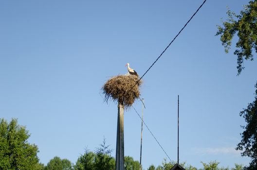 nest with stork on electric pole on blue sky background