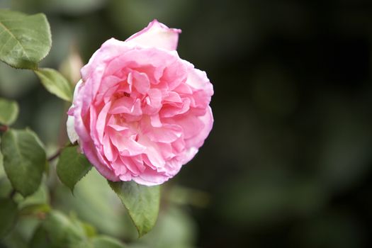 Pink rose in a garden