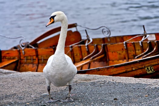 Single swan standing besides rowing boats