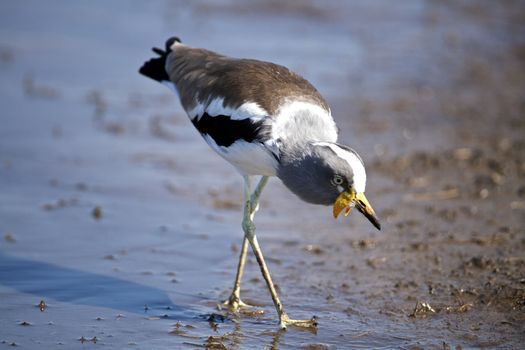 White Crowned Plover in Kruger National Park, South Africa