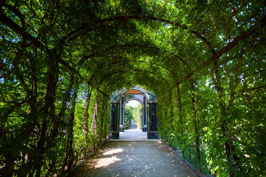Walkway under a green natural tunnel