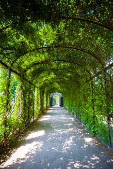 Walkway under a green natural tunnel