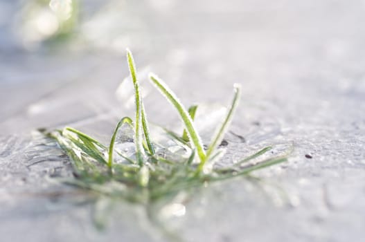 winter background - grass in the snow