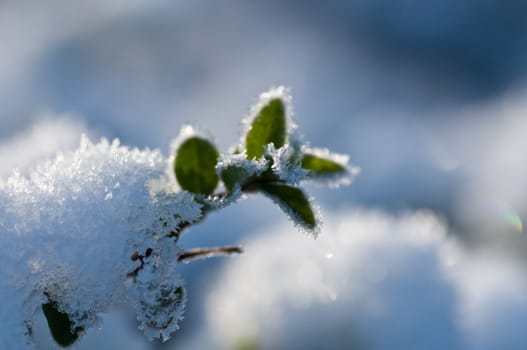 winter background - plant in the snow