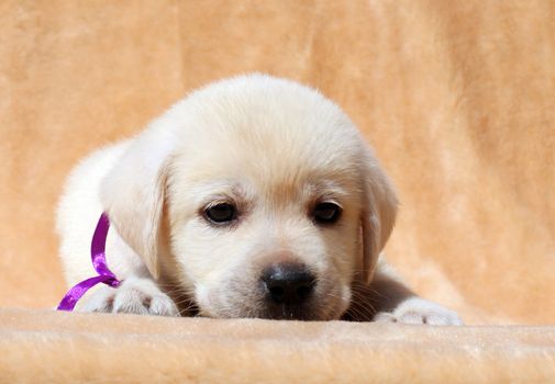 yellow labrador puppy laying on yellow background close up