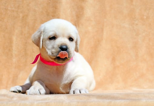 pretty yellow labrador puppy laying on yellow background close up