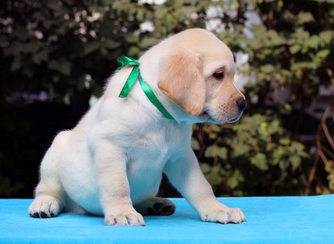 happy yellow labrador puppy sitting on blue background