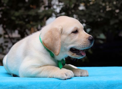 happy yellow labrador puppy laying on blue background