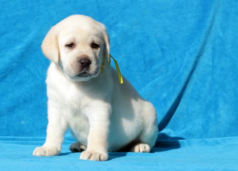 yellow labrador puppy sitting on blue background close up