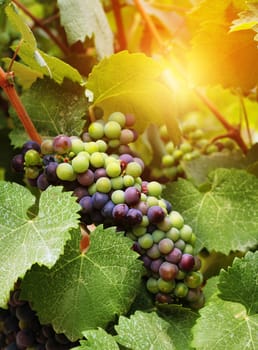 Fresh wine grapes harvest growing in vineyard